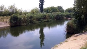 Белый амур поедает хлеб