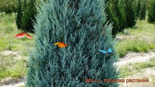 Можжевельник скальный Моонглоу (moonglow) ? обзор: как сажать, саженцы можжевельника Моонглоу смотреть онлайн