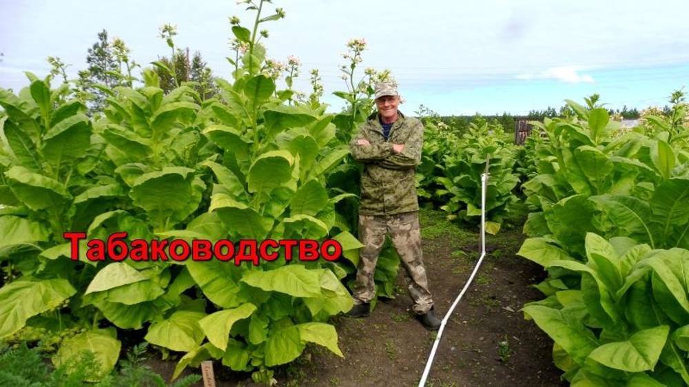 Табаководство: 10 Августа - лист созрел - пора убирать урожай.