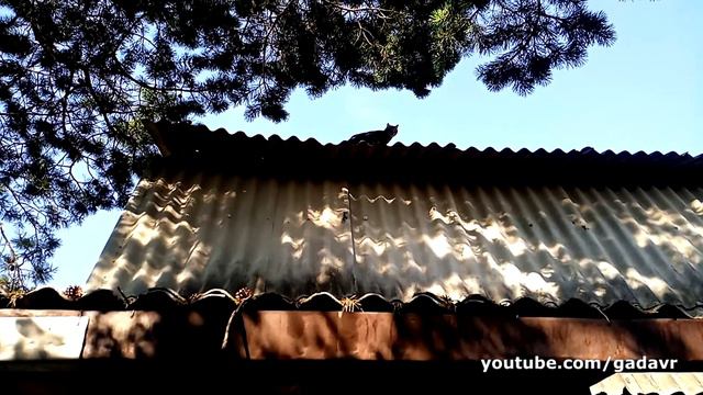 Хозяева переволновались смотреть онлайн