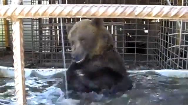 медведь принимает ванну смотреть онлайн