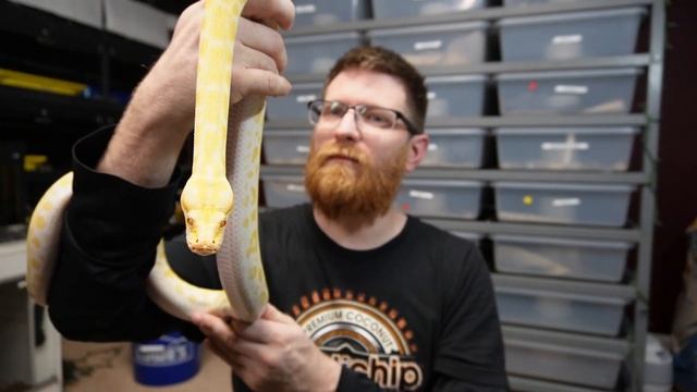 BURMESE PYTHON : After 2 YEARS with her... good or bad?? my experience смотреть онлайн
