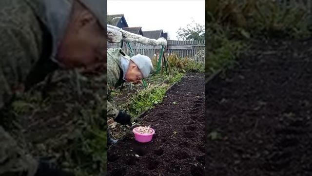 Посадка зимнего чеснока, простой способ. смотреть онлайн