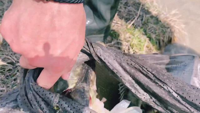 Открытие сезона 2022. Толстолоб 18,800 кг. Маусым ашар 2022. Ақ балық 18,800 кг смотреть онлайн