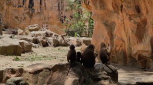 Сингапурский зоопарк | Singapore Zoo | Заповедник | Особенности и впечатления | Исчезающие виды