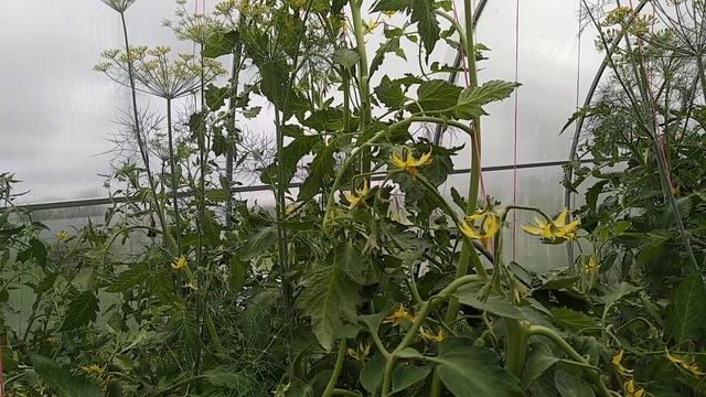 Почему томаты жируют. Что делать смотреть онлайн