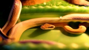 Заглядывая в террариум. Часть II