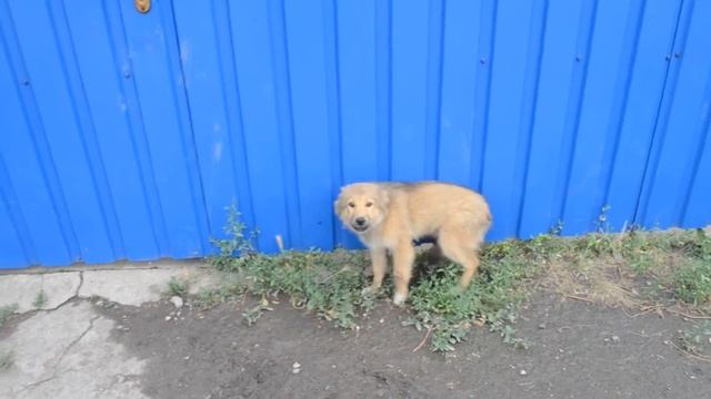 Злые собаки смотреть онлайн