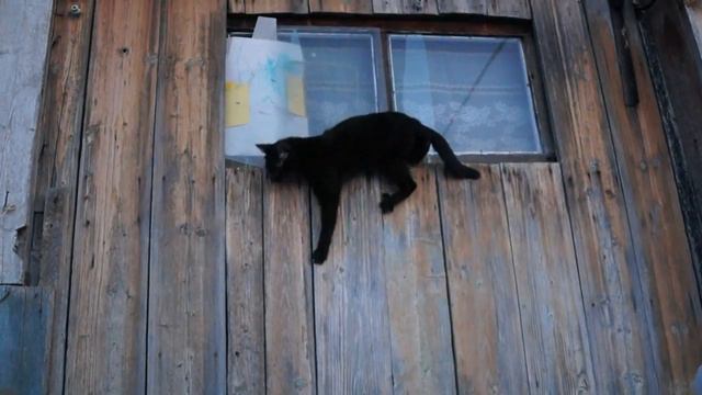 Кот лезет в окно