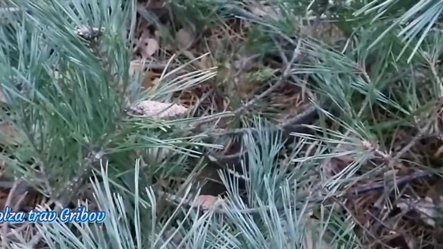 ?Витаминный чай из леса свойства хвои ? Vitamin tea from the forest pine needles properties смотреть онлайн