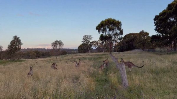 Australia native wildlife encounters | Koala, Kangaroo, Wallaby and more