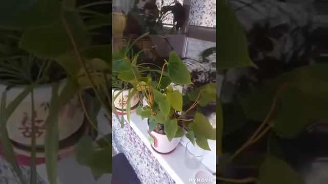 Цветы и клубника на балконе. Первое видео. смотреть онлайн