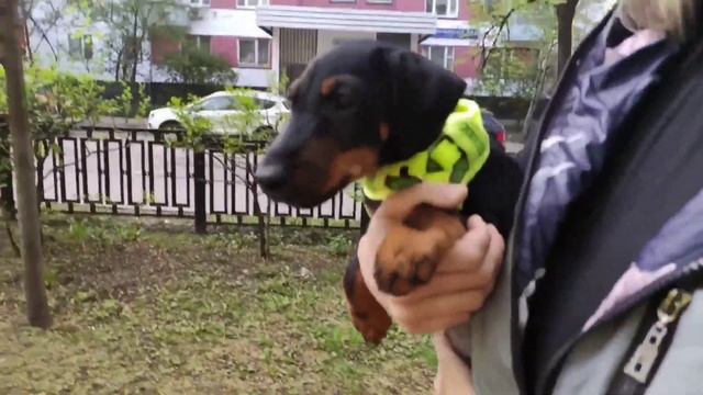 Ягдтерьер вторая прививка смотреть онлайн