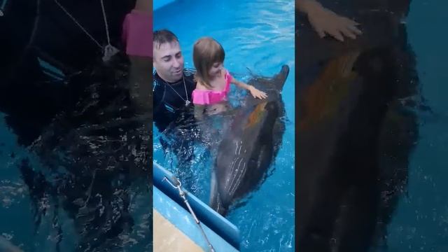 дельфин ёжик, самый маленький ему 1год и 2 месяца ? #shorts #дельфин #сдельфином #дельфинарий смотреть онлайн