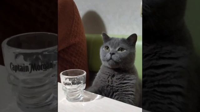 Кот за столом. Давай наливай.