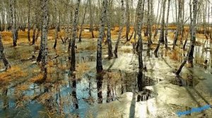 "Самая красивая Родина моя" , слова и музыка Т.Бокач