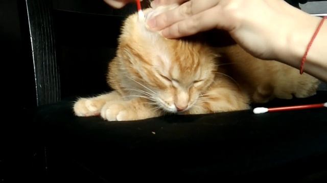 Как чистить уши кошке! Обработка ушей. смотреть онлайн