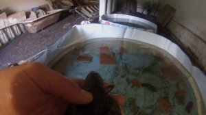 Спустя пол месяца содержания раков в домашних условиях