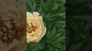 Редкий сорт ито-пион канари бриллианс