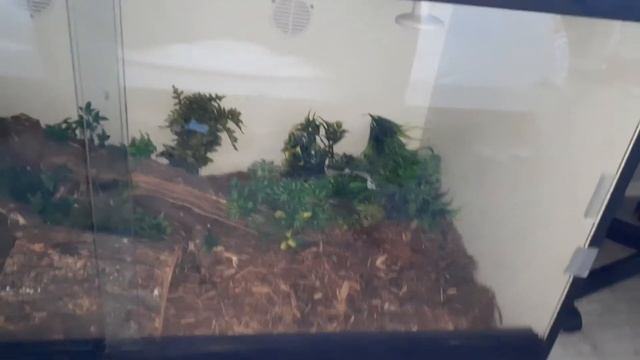 Mangrove Monitor (Varanus Indicus): Downgrading Setup смотреть онлайн