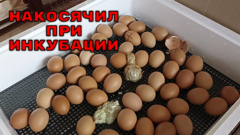 Вывод цыплят в инкубаторе. Мой результат...