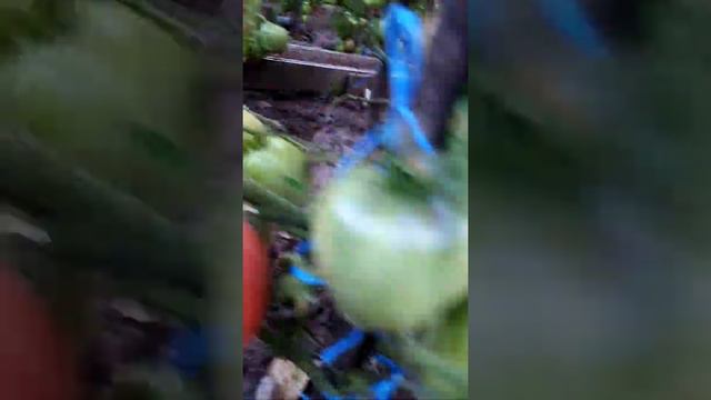 Томаты открытого грунта, приобретают окрас. смотреть онлайн