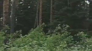 Ярусность леса