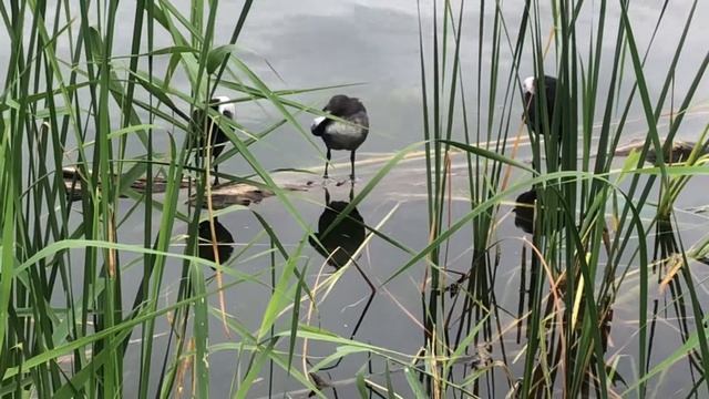 Семейство ЛЫСУХИ (Fuiica Atra) с молодым потомством