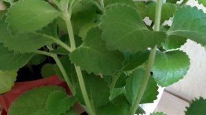 "Мир вокруг нас". Плектрантус(комнатная мята) - Чай мохито.