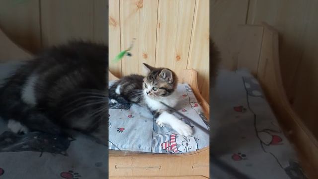 Корнет смотреть онлайн