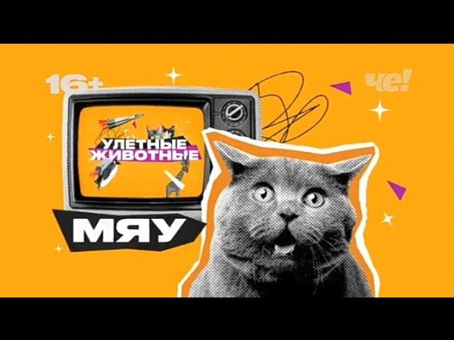 Рекламный блок ЧЕ 18.05.2024 смотреть онлайн