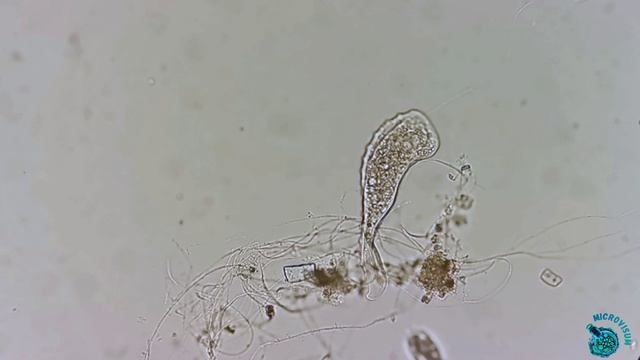 Loxophyllum смотреть онлайн