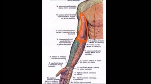 Плечевое сплетение: топография, ветви, области иннервации