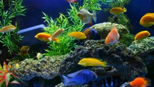 Медитация Изобилия смотреть онлайн