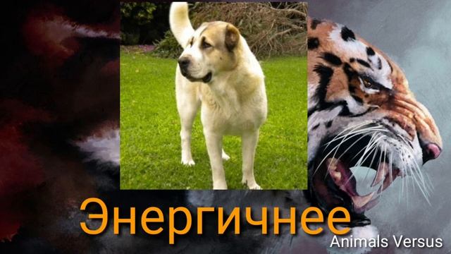 Алабай против Английский мастиф смотреть онлайн