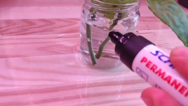 Как быстро укореняется и растет педилантус?? смотреть онлайн