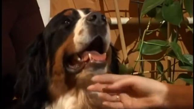 Бернский Зенненхунд. ZooPlace.Ru смотреть онлайн