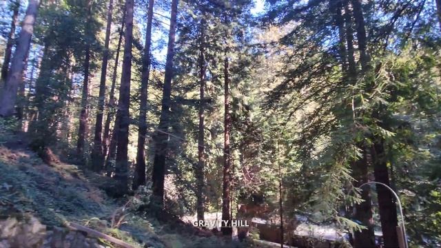Exploring The Mystery Spot In Santa Cruz, California USA Walking Tour #mysteryspot #santacruz