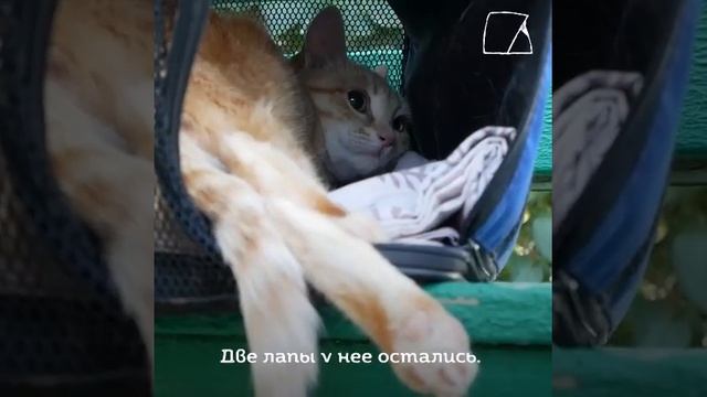 Фиби...Она жива благодаря неравнодушным людям. смотреть онлайн