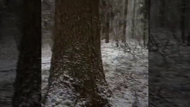 Реликтовый лес. Черноречье. смотреть онлайн