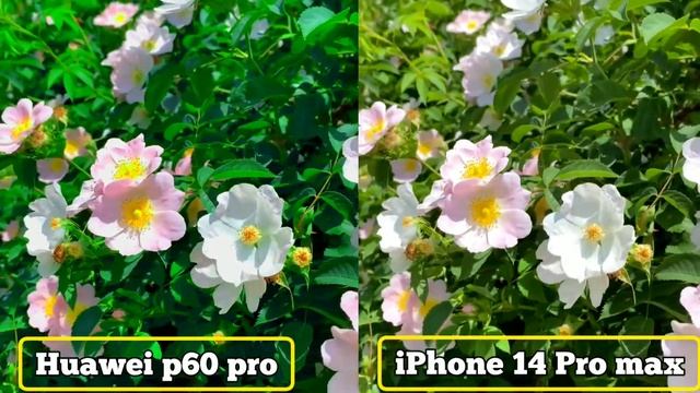 Huawei p60 pro 5g Vs iPhone 14 Pro max Camera Test Comparison смотреть онлайн