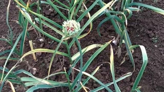 Чеснок. Уборка и редкий способ хранения чеснока.mp4 смотреть онлайн