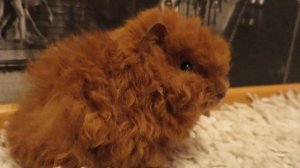 ОДНА или ДВЕ? МАЛЬЧИК или ДЕВОЧКА? МОРСКИЕ СВИНКИ!