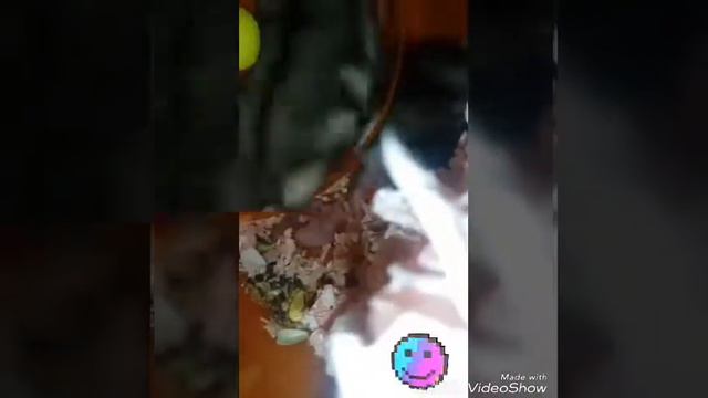 Пика родила хомячков !!!💗 смотреть онлайн