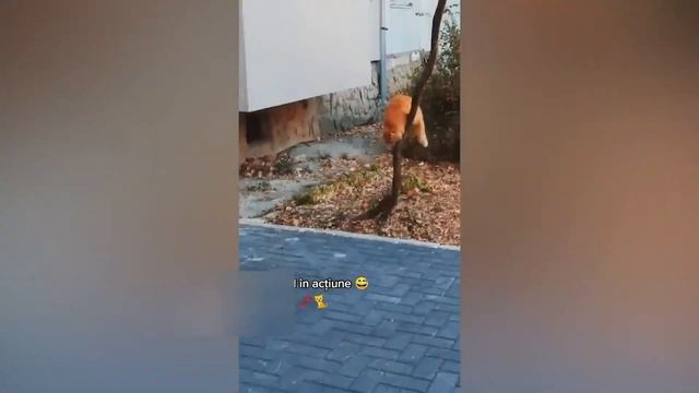 Приколы с котами! Смешные коты - Самые смешные животные С ОЗВУЧКОЙ! смотреть онлайн