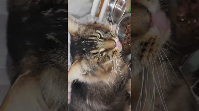 Завтрак кота, д-159 Чечевица, телятина смотреть онлайн