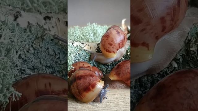 ТАКИЕ РАЗНЫЕ МОРДЫ ИЗ ОДНОЙ КЛАДКИ