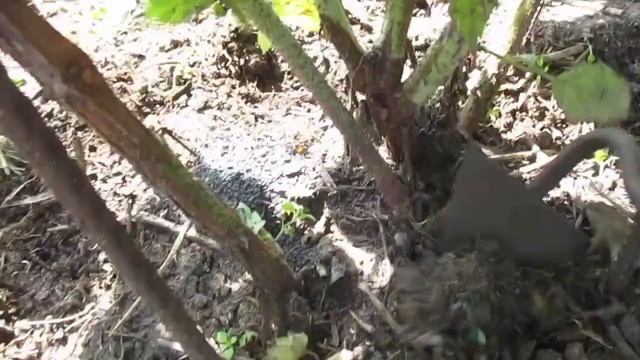 Подкормка ремонтантной малины в августе. Чем лучше подкормить. смотреть онлайн