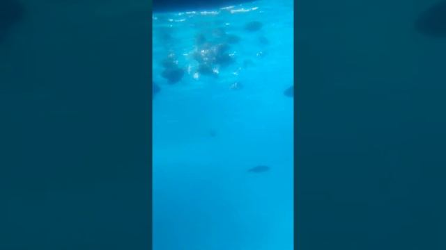 Экскурсия в Египте. "Лодка со стеклянным дном" смотреть онлайн