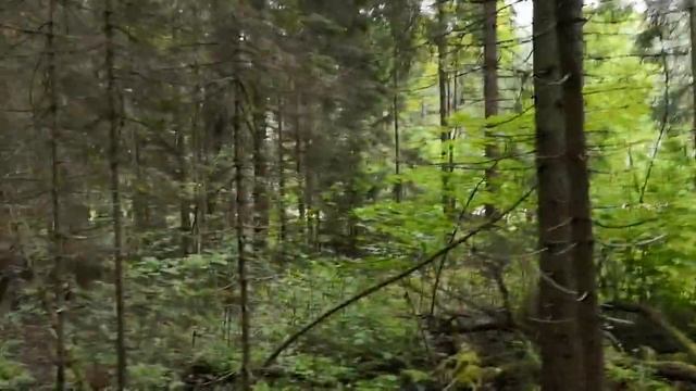По грибы 06 08 21 смотреть онлайн